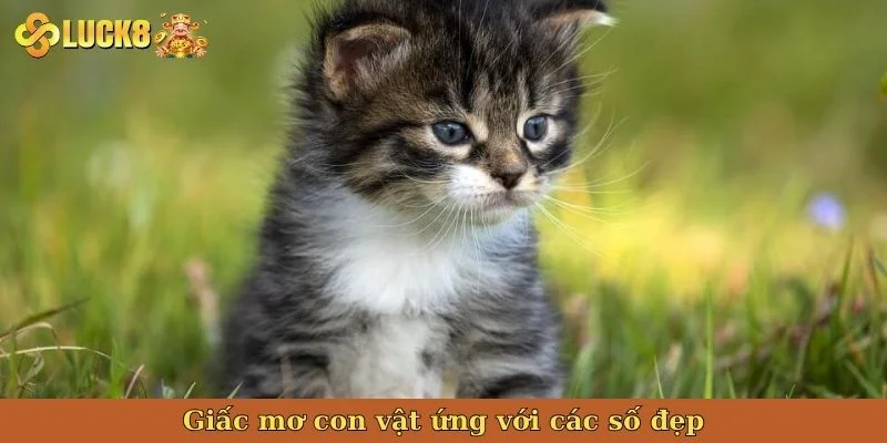 giac-mo-con-vat-ung-voi-cac-so-dep